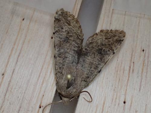 Réf. 320 070 : Orthosia incerta